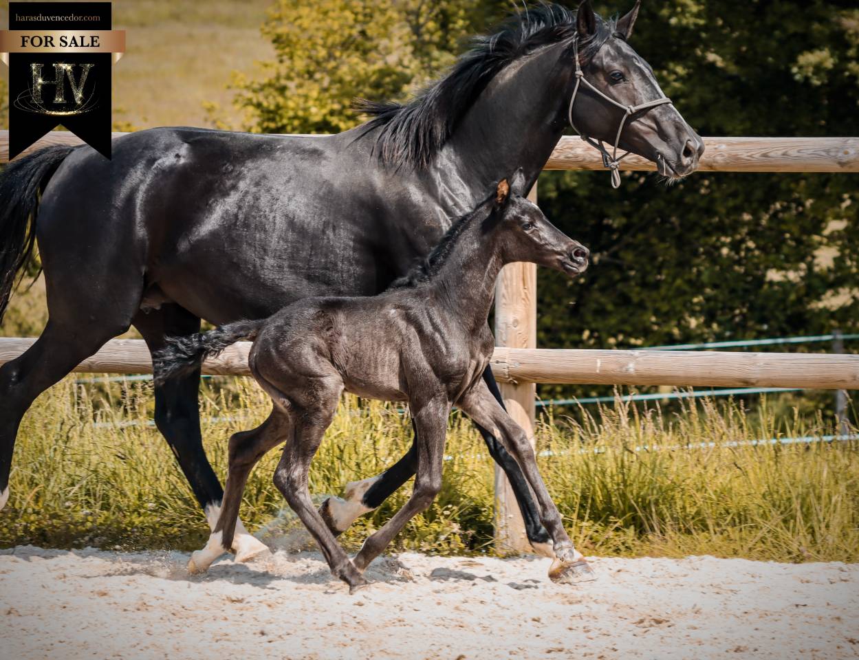 Potranca KWPN Caballo de Deporte Neerland&eacute;s En venta 2026 Negro por Perfect