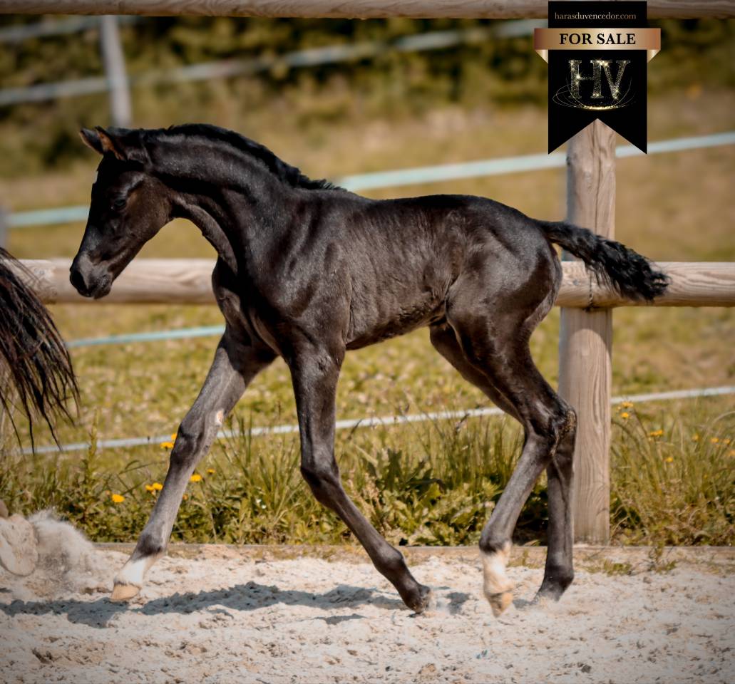 Potranca KWPN Caballo de Deporte Neerland&eacute;s En venta 2026 Negro por Perfect