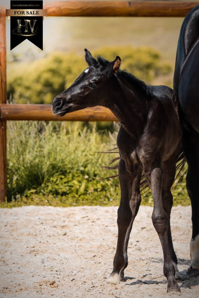 Potranca KWPN Caballo de Deporte Neerland&eacute;s En venta 2026 Negro por Perfect