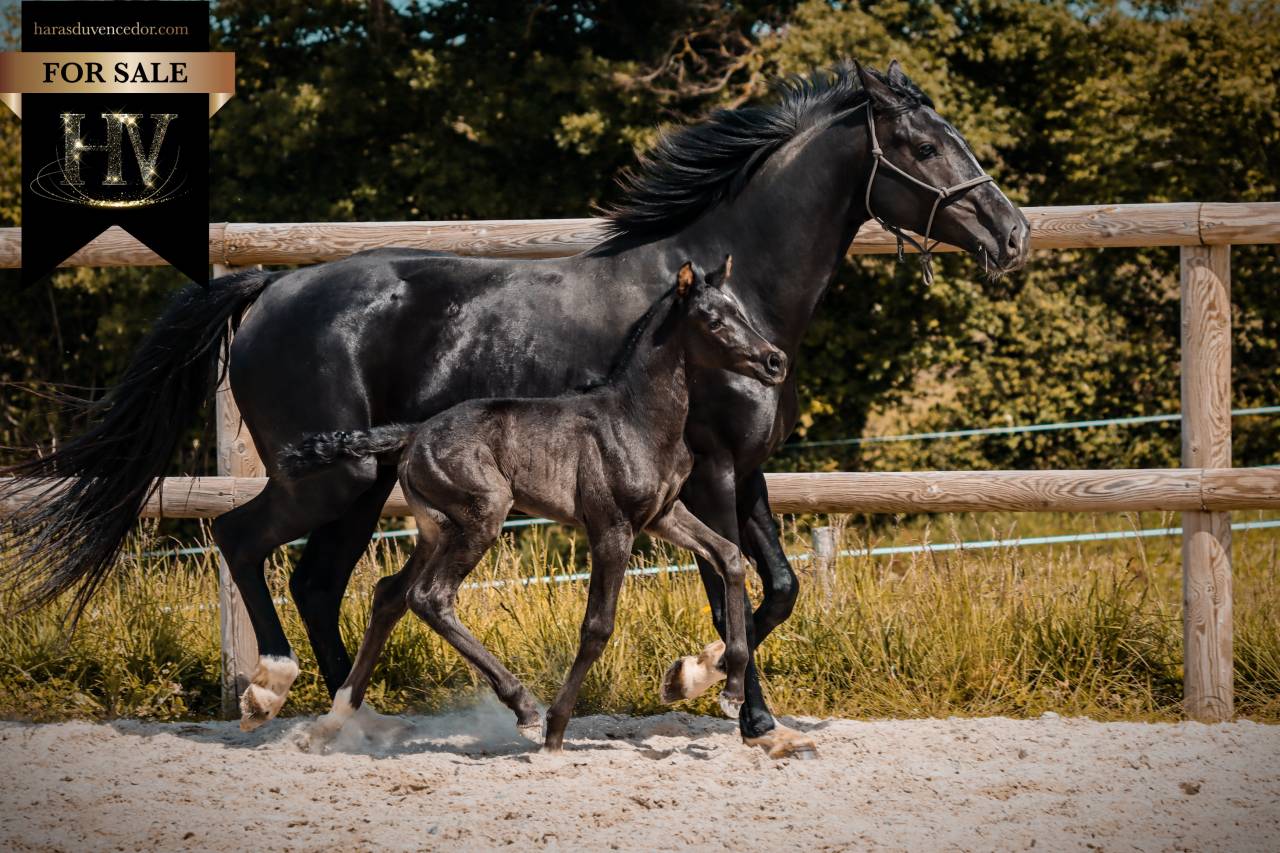 Potranca KWPN Caballo de Deporte Neerland&eacute;s En venta 2026 Negro por Perfect