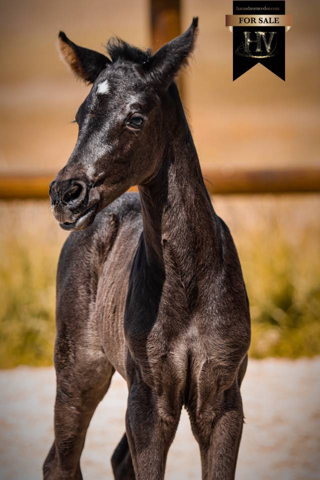 Potranca KWPN Caballo de Deporte Neerland&eacute;s En venta 2026 Negro por Perfect