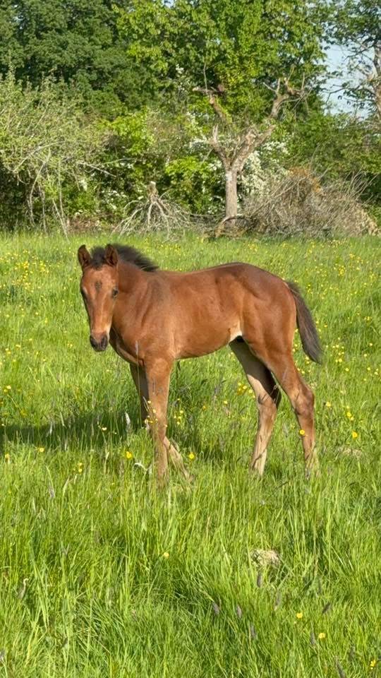 Yegua de ganader&iacute;a Silla Franc&eacute;s En venta 2005 Negro por KIRIEL DU BANCO