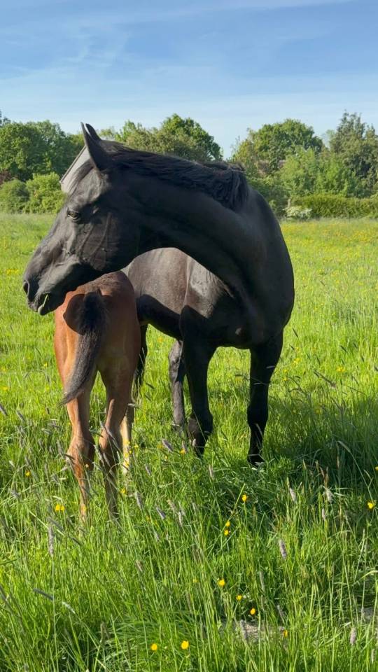 Yegua de ganader&iacute;a Silla Franc&eacute;s En venta 2005 Negro por KIRIEL DU BANCO