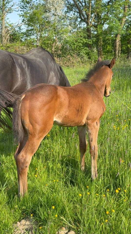Yegua de ganader&iacute;a Silla Franc&eacute;s En venta 2005 Negro por KIRIEL DU BANCO