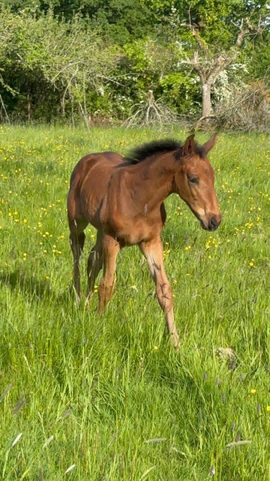 Yegua de ganader&iacute;a Silla Franc&eacute;s En venta 2005 Negro por KIRIEL DU BANCO