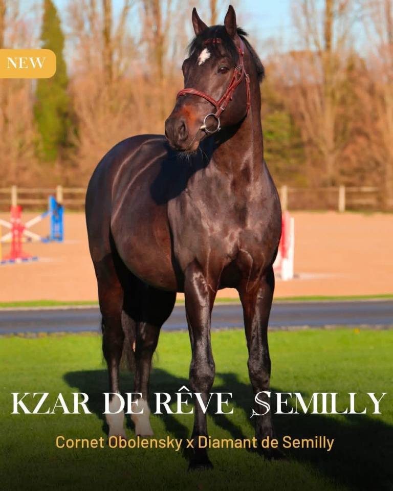 Yegua de ganader&iacute;a Silla Franc&eacute;s En venta 2005 Negro por KIRIEL DU BANCO