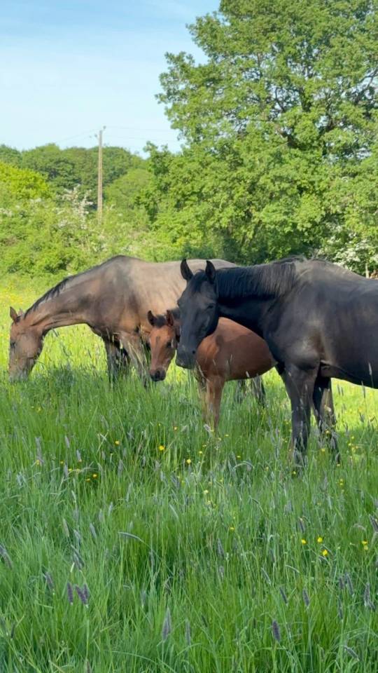 Yegua de ganader&iacute;a Silla Franc&eacute;s En venta 2005 Negro por KIRIEL DU BANCO