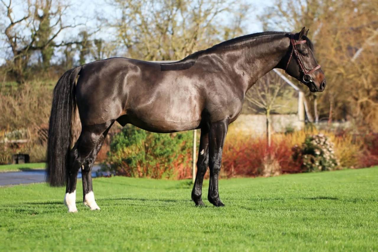Yegua de ganader&iacute;a Silla Franc&eacute;s En venta 2005 Negro por KIRIEL DU BANCO