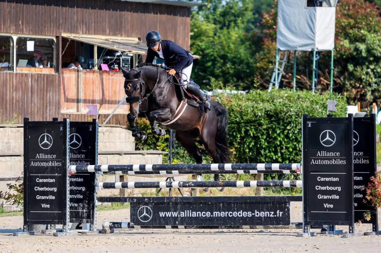 Yegua de ganader&iacute;a Silla Franc&eacute;s En venta 2005 Negro por KIRIEL DU BANCO