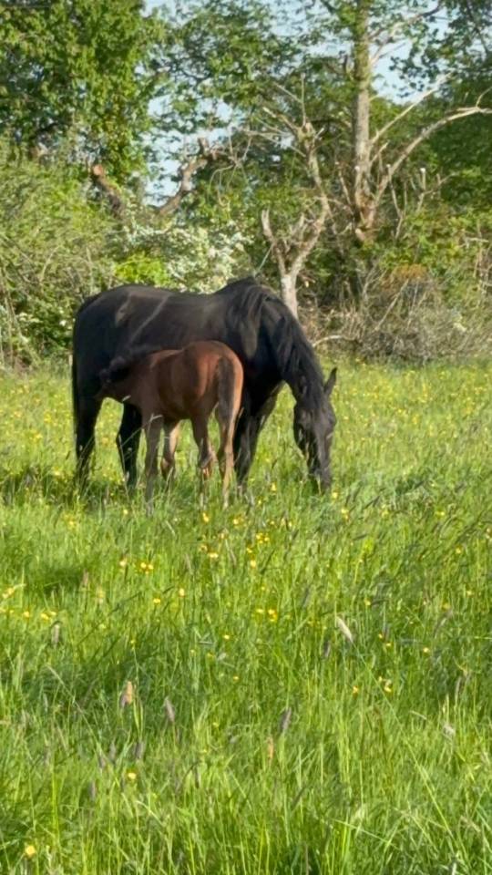 Yegua de ganader&iacute;a Silla Franc&eacute;s En venta 2005 Negro por KIRIEL DU BANCO
