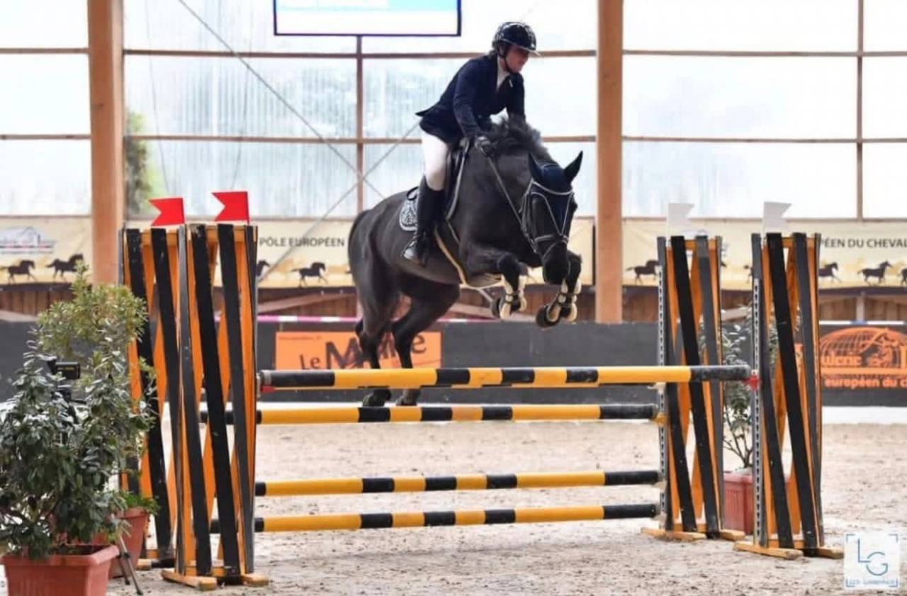Yegua de ganader&iacute;a Silla Franc&eacute;s En venta 2005 Negro por KIRIEL DU BANCO