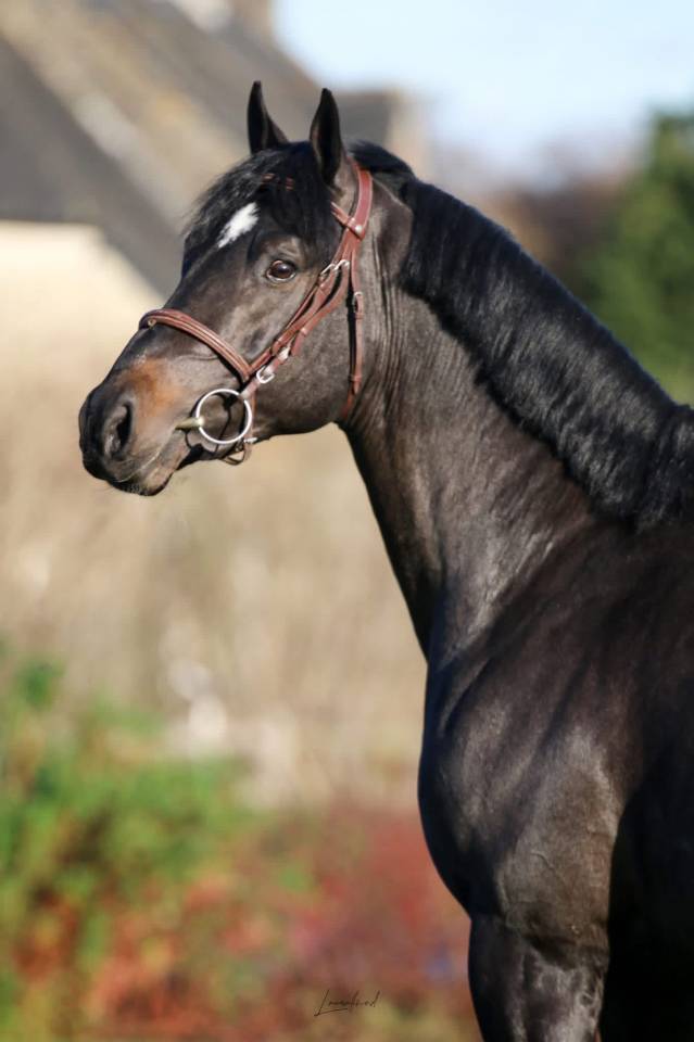 Yegua de ganader&iacute;a Silla Franc&eacute;s En venta 2005 Negro por KIRIEL DU BANCO