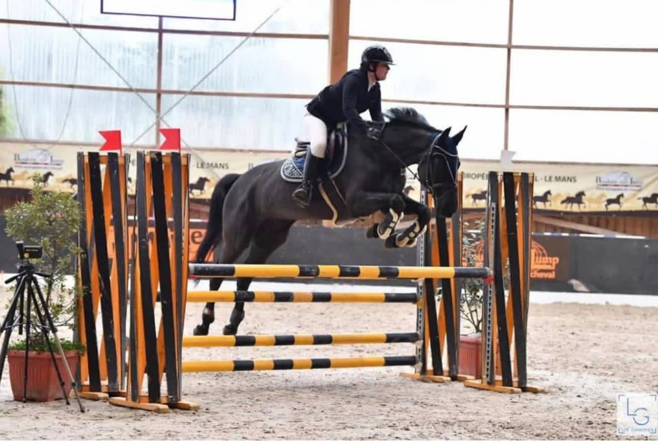 Yegua de ganader&iacute;a Silla Franc&eacute;s En venta 2005 Negro por KIRIEL DU BANCO