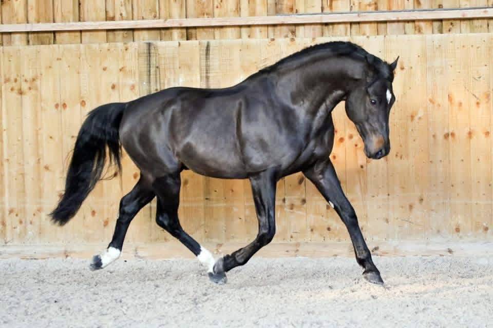 Yegua de ganader&iacute;a Silla Franc&eacute;s En venta 2005 Negro por KIRIEL DU BANCO