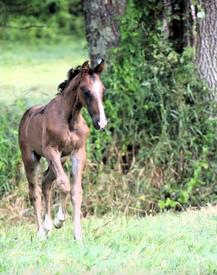 Yegua de ganader&iacute;a Silla Franc&eacute;s En venta 2005 Negro por KIRIEL DU BANCO