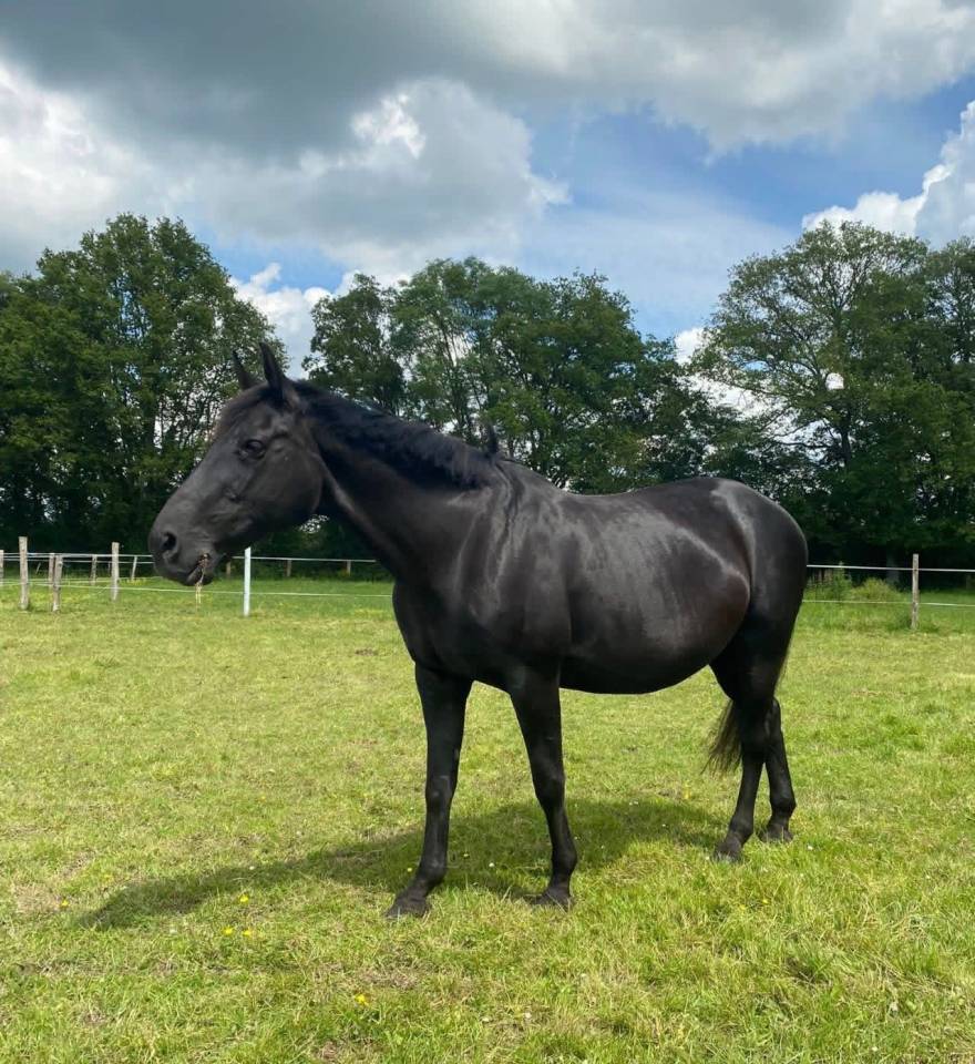 Yegua de ganader&iacute;a Silla Franc&eacute;s En venta 2005 Negro por KIRIEL DU BANCO
