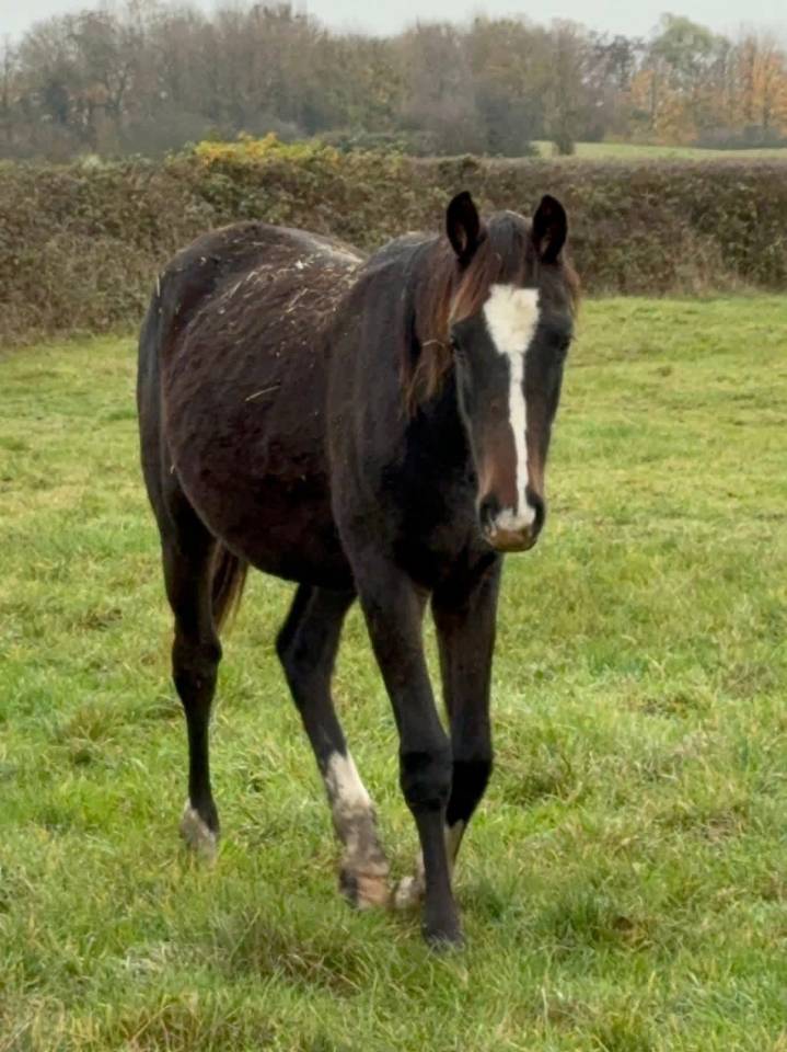 Yegua de ganader&iacute;a Silla Franc&eacute;s En venta 2005 Negro por KIRIEL DU BANCO