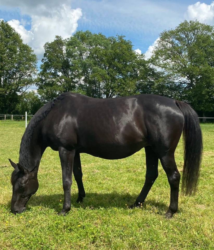Yegua de ganader&iacute;a Silla Franc&eacute;s En venta 2005 Negro por KIRIEL DU BANCO