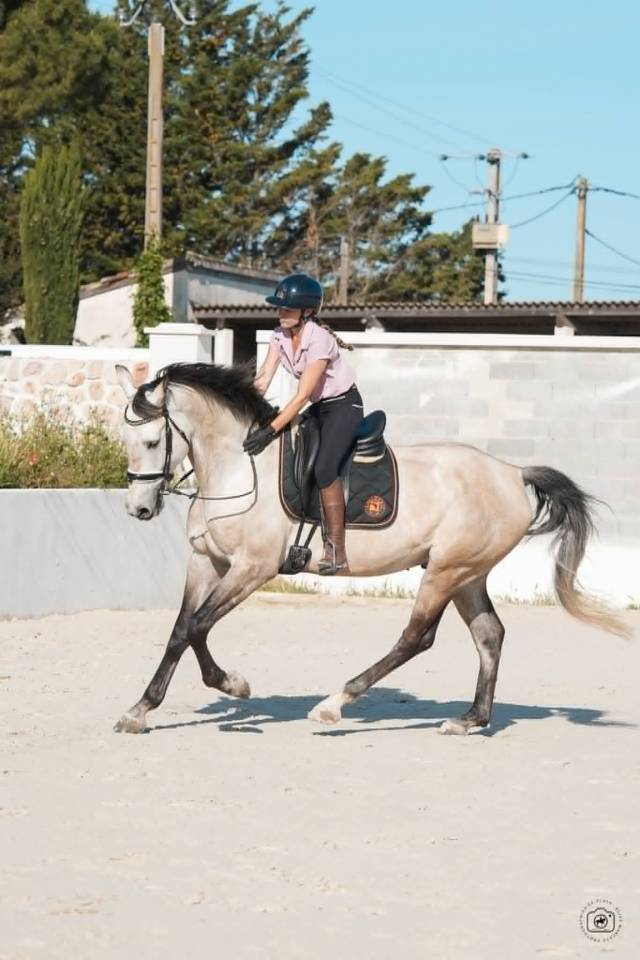 Caballo castrado KWPN Caballo de Deporte Neerland&eacute;s En venta 2019 Isabelo