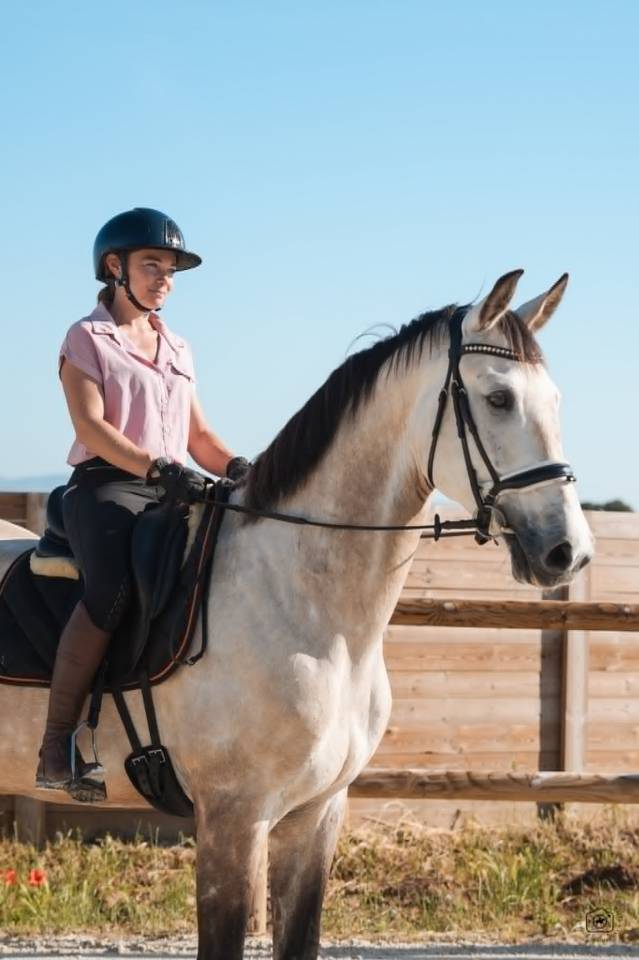Caballo castrado KWPN Caballo de Deporte Neerland&eacute;s En venta 2019 Isabelo