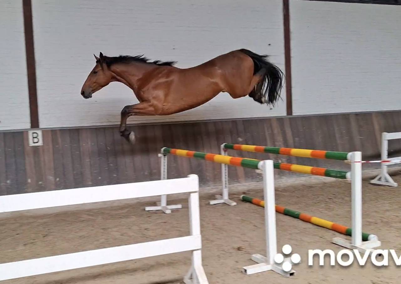 Caballo castrado Zangersheide En venta 2022 Bocifuego por Grandorado TN