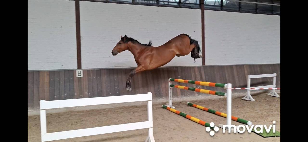 Caballo castrado Zangersheide En venta 2022 Bocifuego por Grandorado TN