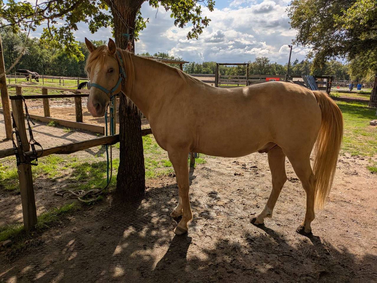 Caballo castrado Rocky Mountain En venta 2016 Champagne