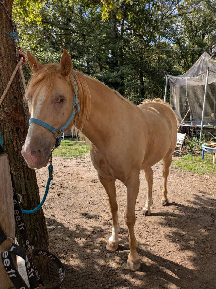 Caballo castrado Rocky Mountain En venta 2016 Champagne