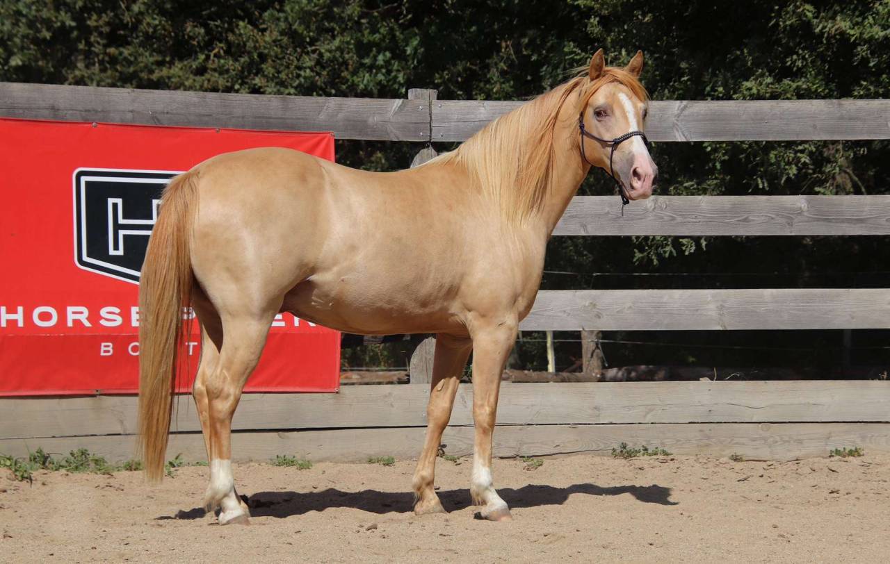 Caballo castrado Rocky Mountain En venta 2016 Champagne