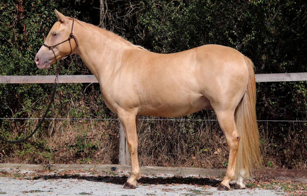 Caballo castrado Rocky Mountain En venta 2016 Champagne