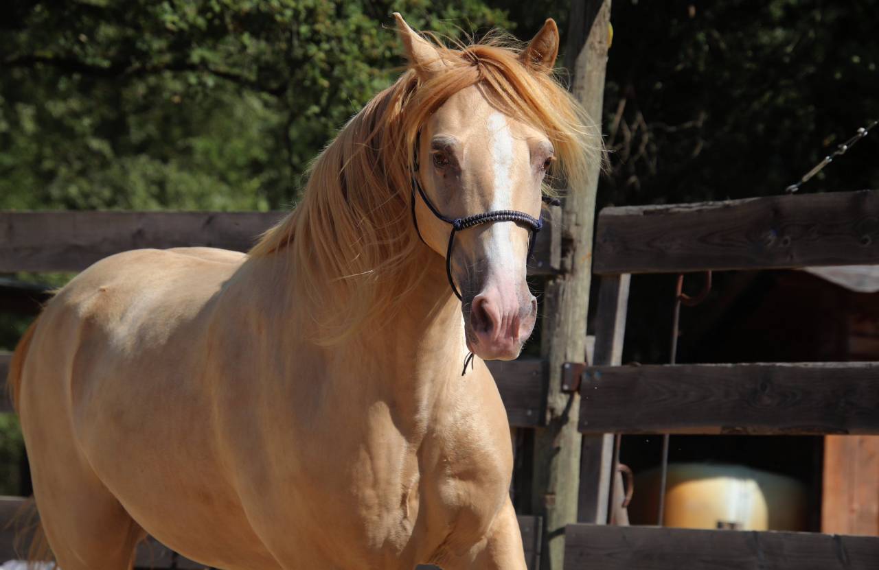 Caballo castrado Rocky Mountain En venta 2016 Champagne