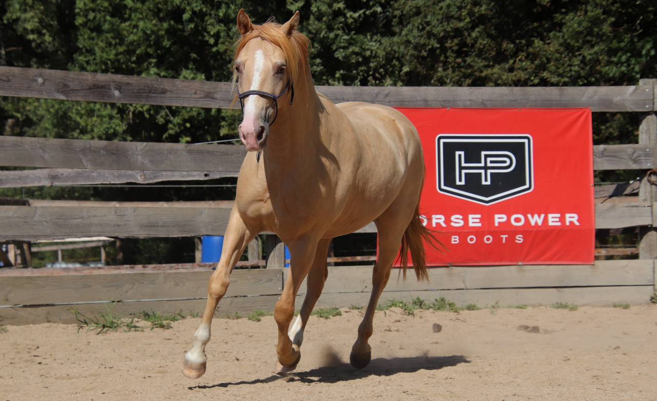 Caballo castrado Rocky Mountain En venta 2016 Champagne