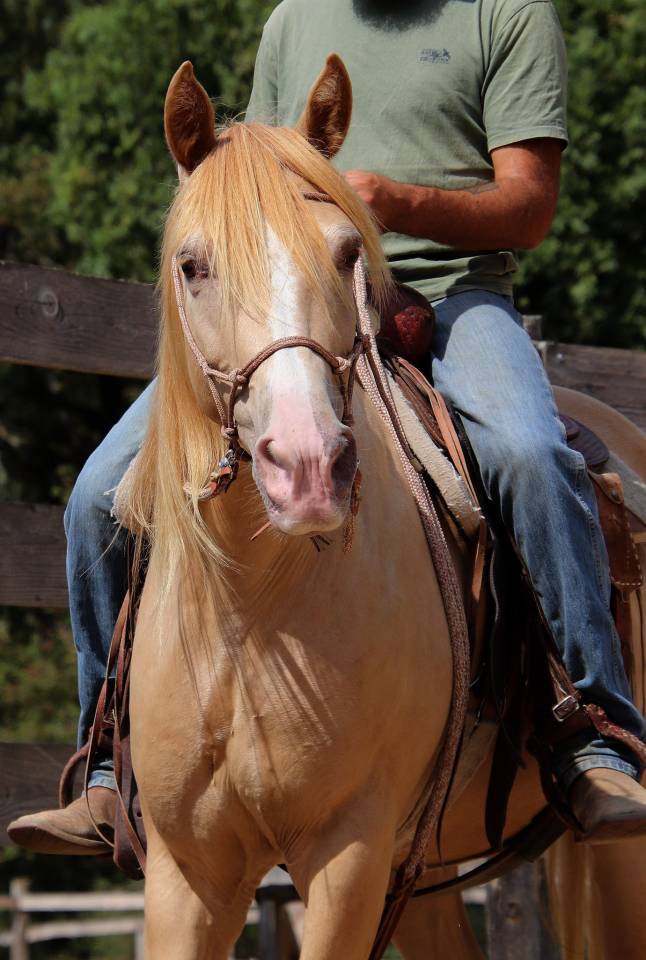 Caballo castrado Rocky Mountain En venta 2016 Champagne