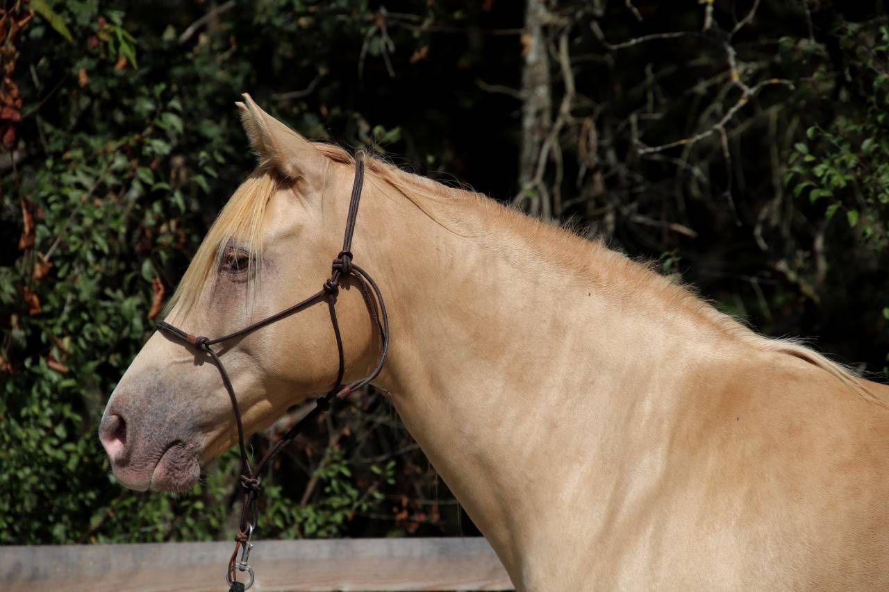 Caballo castrado Rocky Mountain En venta 2016 Champagne