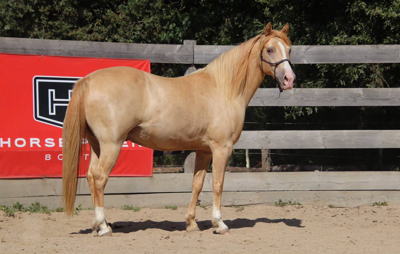 Caballo castrado Rocky Mountain En venta 2016 Champagne