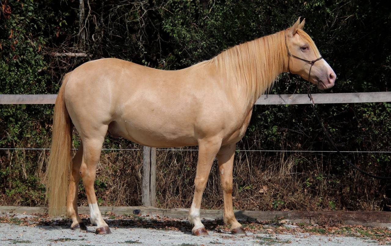 Caballo castrado Rocky Mountain En venta 2016 Champagne