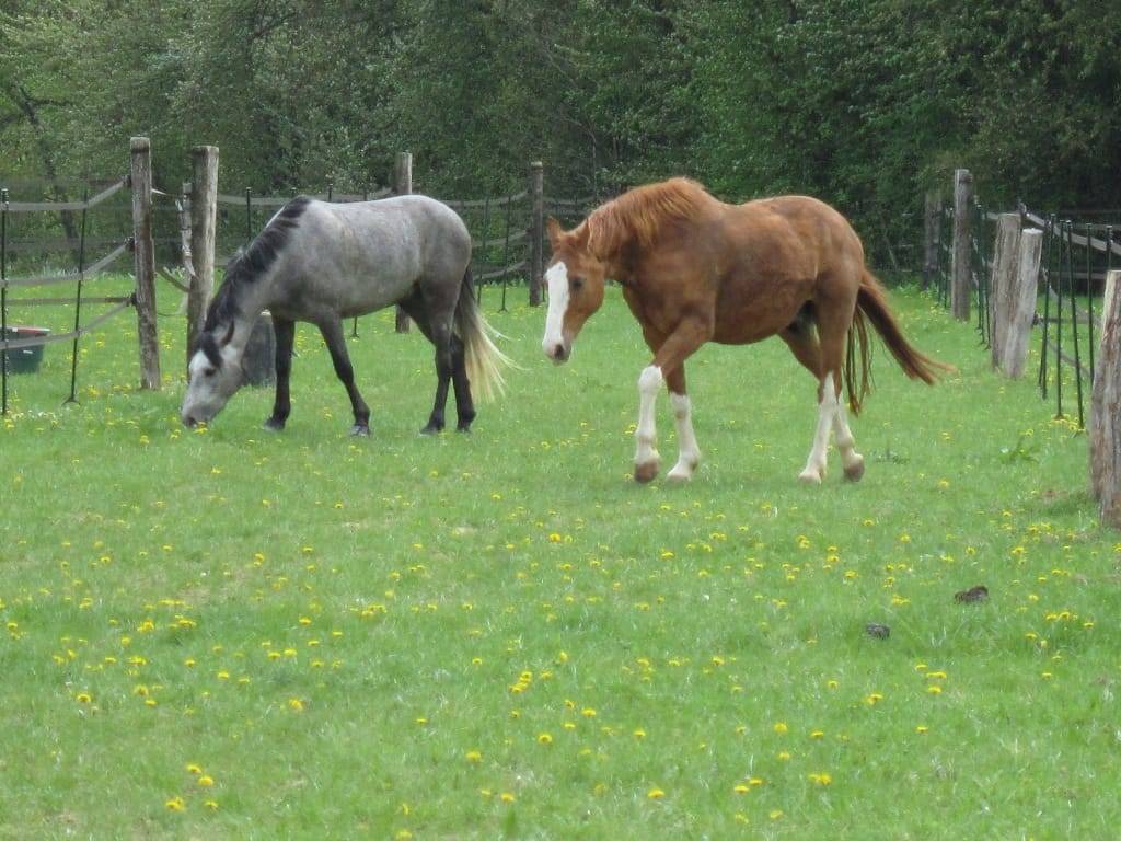 Propiedad ecuestre En venta Sena y Marne