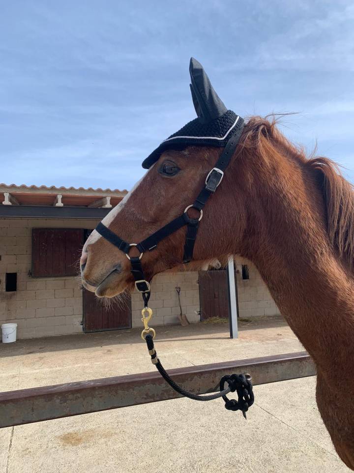 Caballo Pura sangre ingl&eacute;s