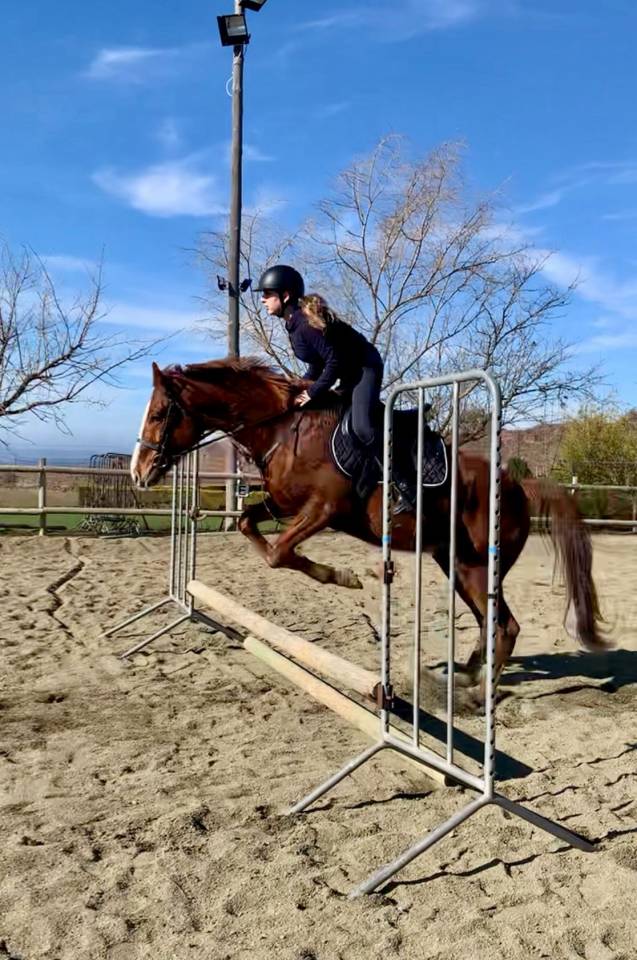 Caballo Pura sangre ingl&eacute;s