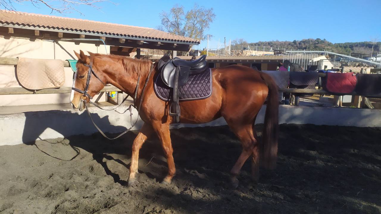 Caballo Pura sangre ingl&eacute;s