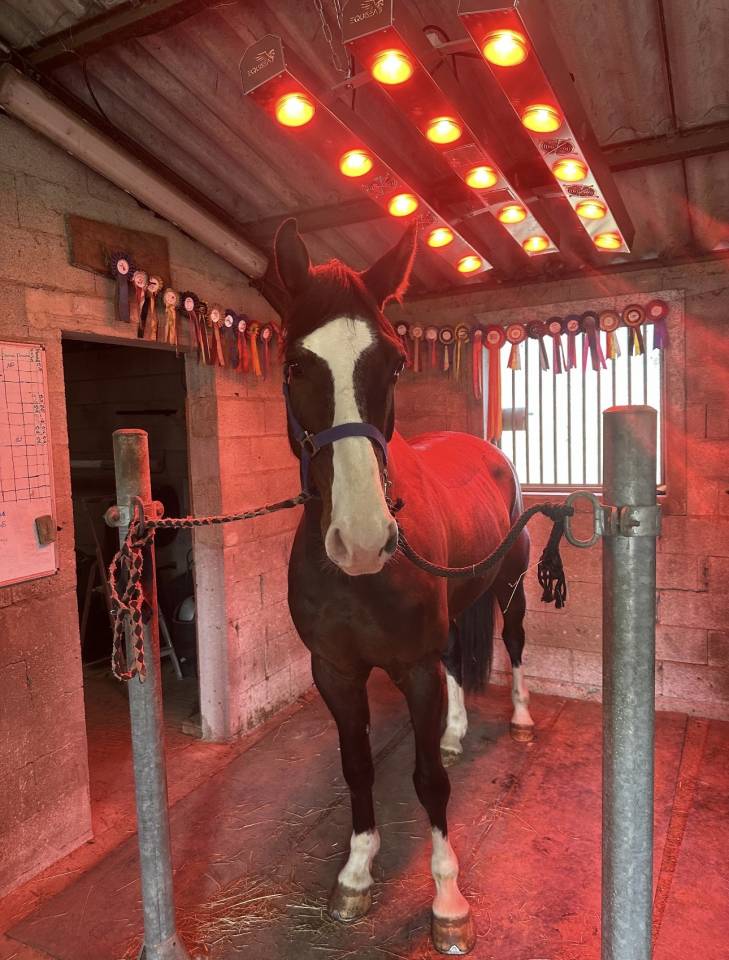 Caballo castrado Zangersheide En venta 2020 Bayo moreno