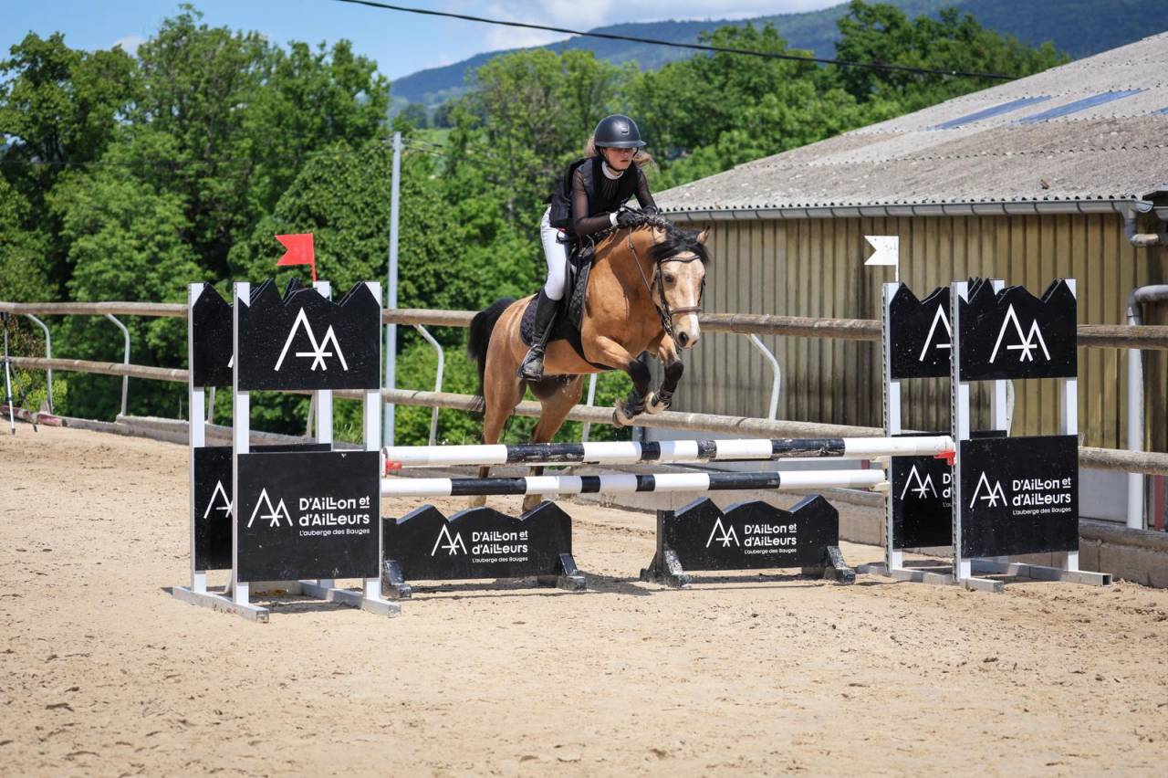 Caballo castrado Origine Constat&eacute;e En venta 2020 Isabelo