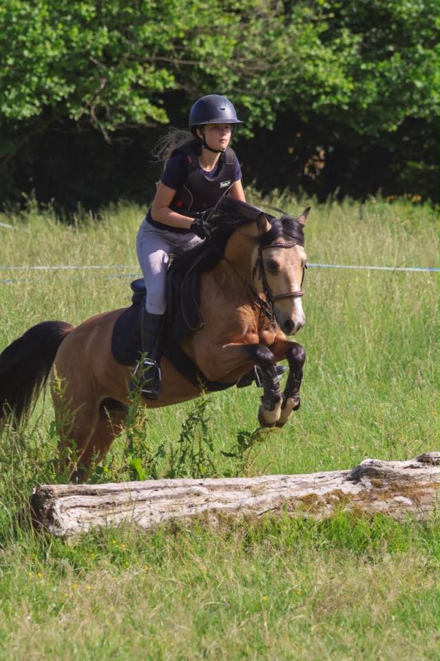 Caballo castrado Origine Constat&eacute;e En venta 2020 Isabelo