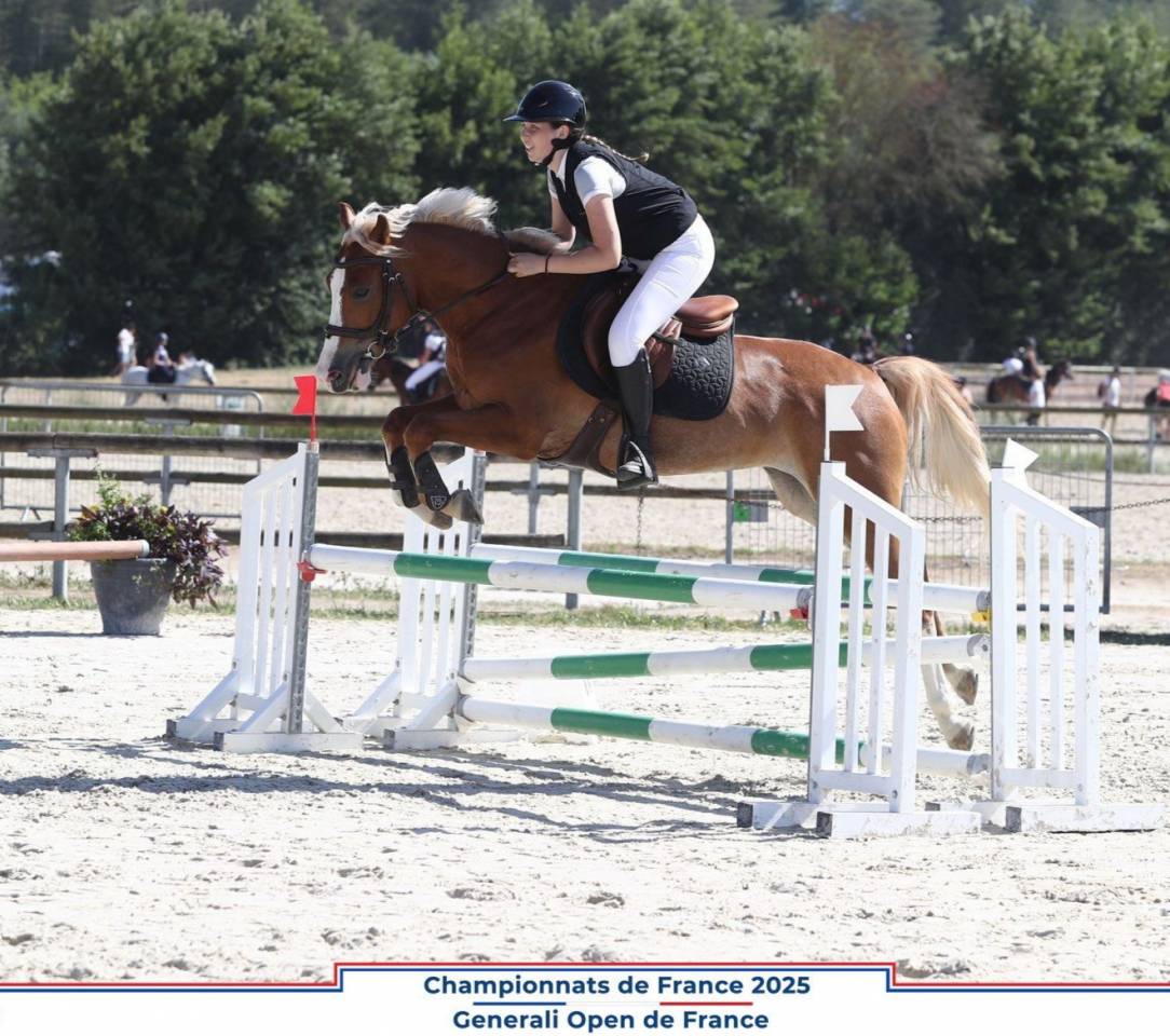 Caballo castrado PFS Poni Fran&ccedil;&eacute;s de Silla En venta 2020 Pelo de vaca