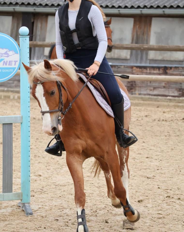 Caballo castrado PFS Poni Fran&ccedil;&eacute;s de Silla En venta 2020 Pelo de vaca