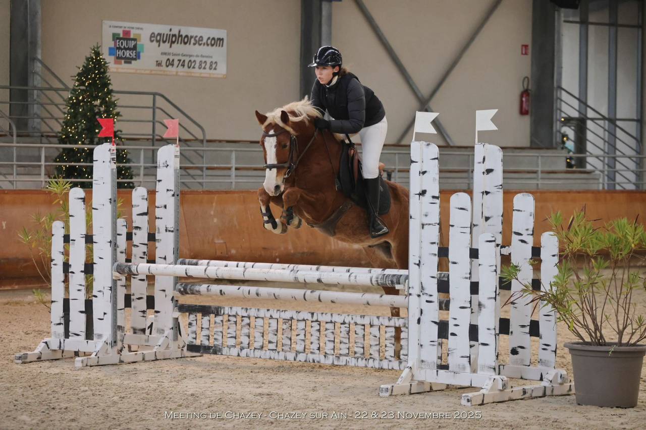 Caballo castrado PFS Poni Fran&ccedil;&eacute;s de Silla En venta 2020 Pelo de vaca