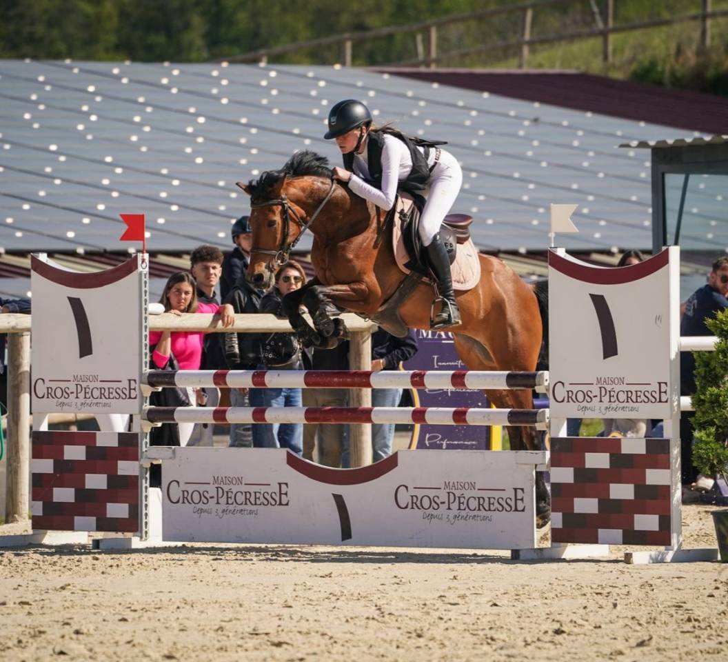 Caballo castrado PFS Poni Fran&ccedil;&eacute;s de Silla En venta 2020 Bayo