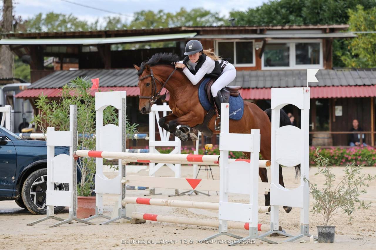Caballo castrado PFS Poni Fran&ccedil;&eacute;s de Silla En venta 2020 Bayo