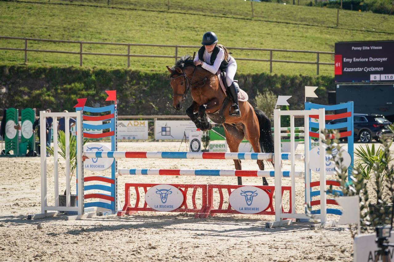Caballo castrado PFS Poni Fran&ccedil;&eacute;s de Silla En venta 2020 Bayo