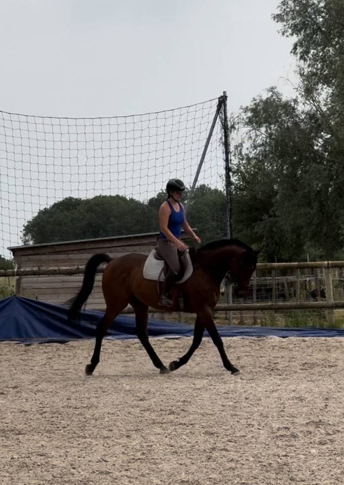 Caballo castrado Pura Sangre En venta 2016 Bayo moreno